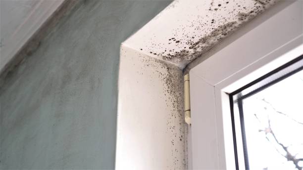 Crawl Space Mold Removal in Sleepy Hollow Lake, NY