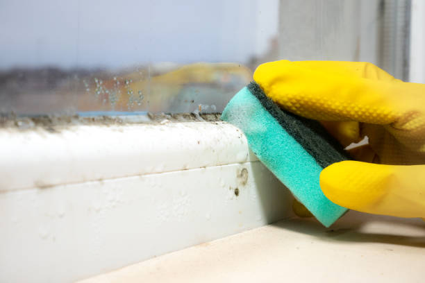 Best Attic Mold Removal  in Sleepy Hollow Lake, NY
